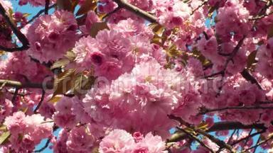 山樱桃、樱花观赏果樱桃、樱桃李。日本水果日本叫樱花
